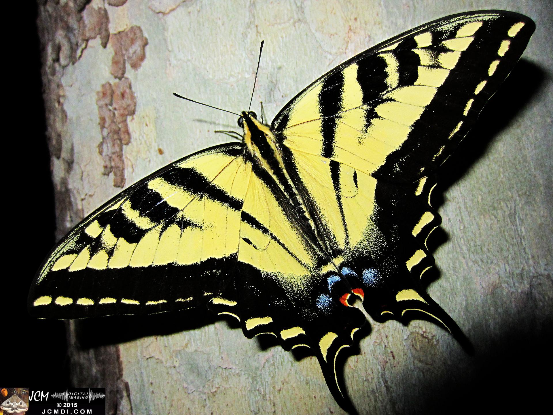Western Tiger Swallowtail butterfly male on Sycamore Trunk jcmdi.com